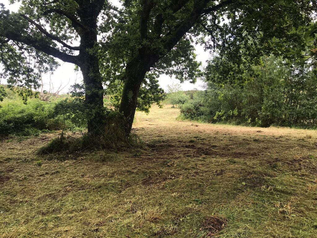 chantier de broyage fini avec un débroussaillge forestier par guem aménagement